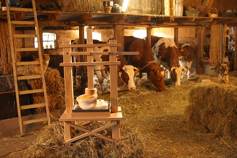 Kaarspers in een schuur met koeien, een hond en een kat